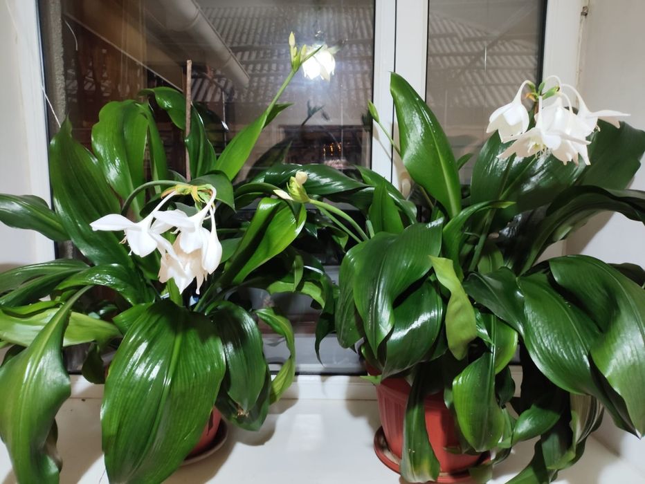 Лилия домашний цветок