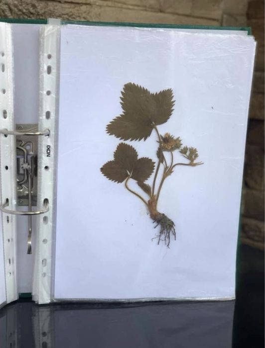 Ierbar scolar plante