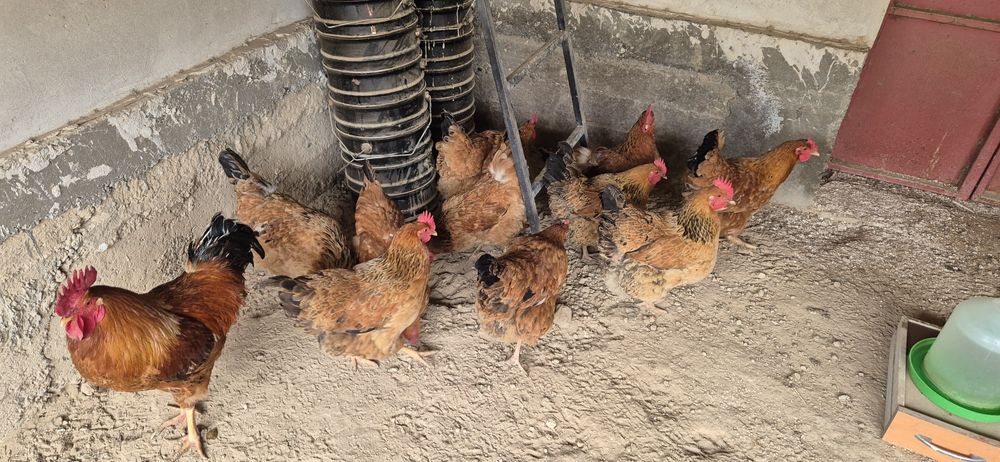 Жұмыртқа. Кучински