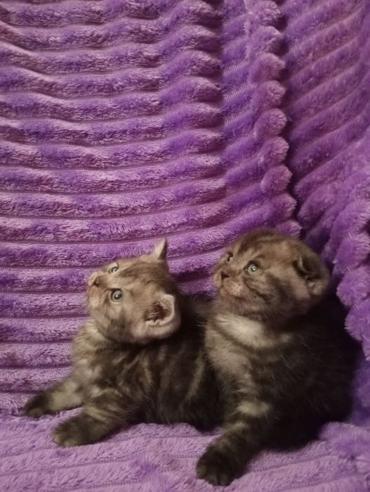 Продам шотладских котят с документами.