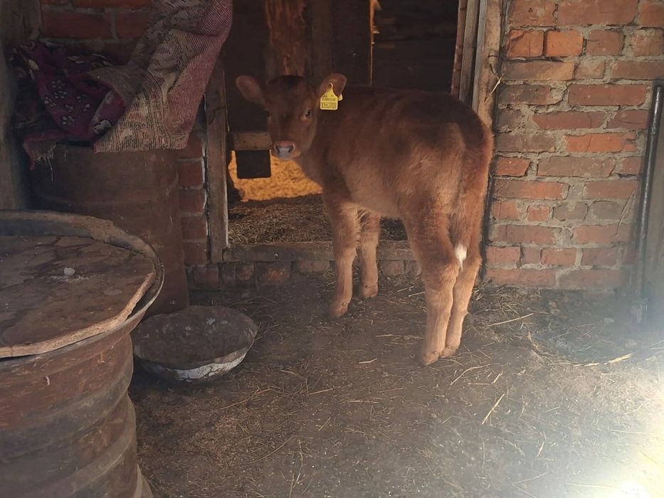 Продам корову 730000т.