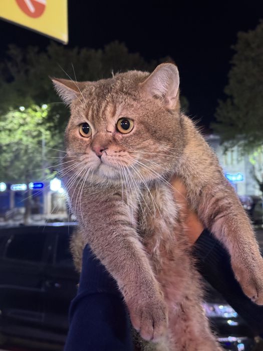 КОТ ДЛЯ ВЯЗКИ! Viyazka Uchun Mushuk bor