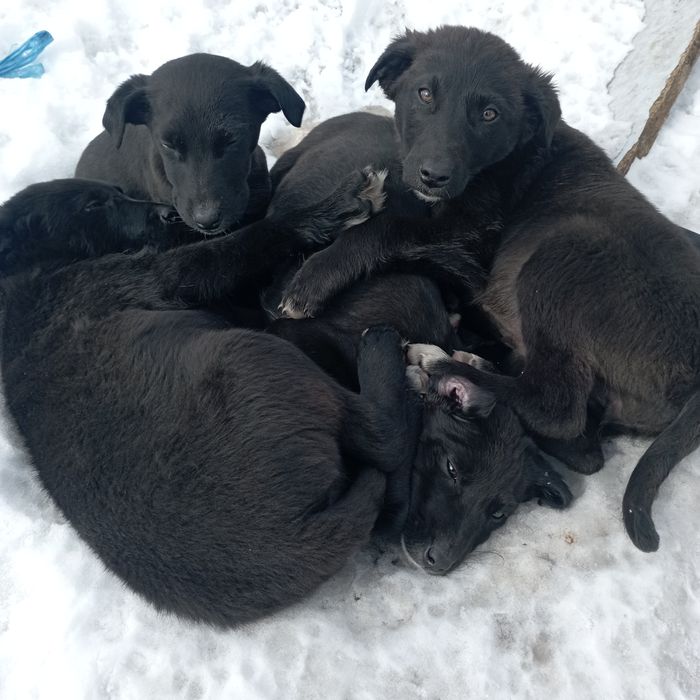 Отдам щенков в хорошие руки