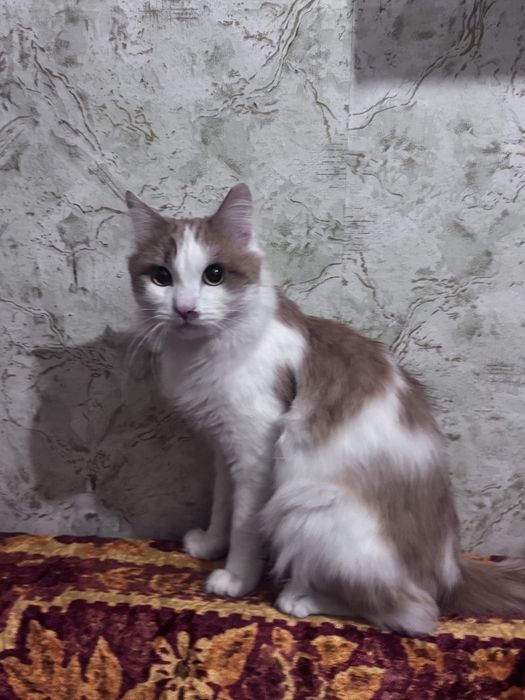 Отдам кота бесплатно