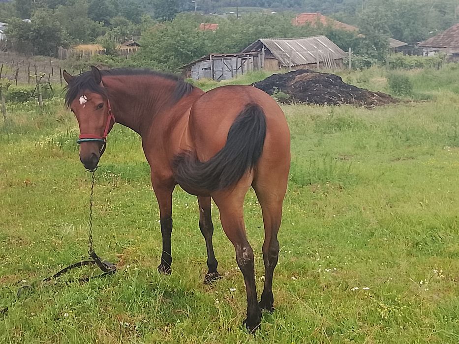 Vând mânză de 2 ani și 8 luni