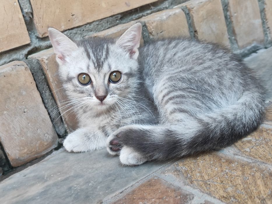 Продаются британский шотландский котят
