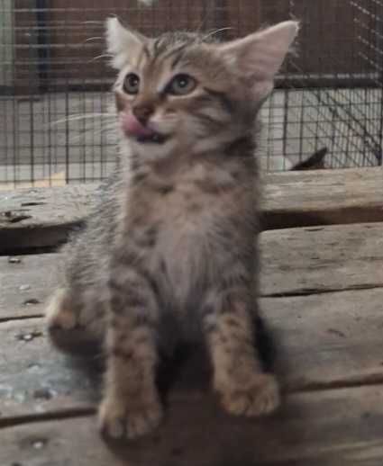 Котенок мальчик 3 месяца