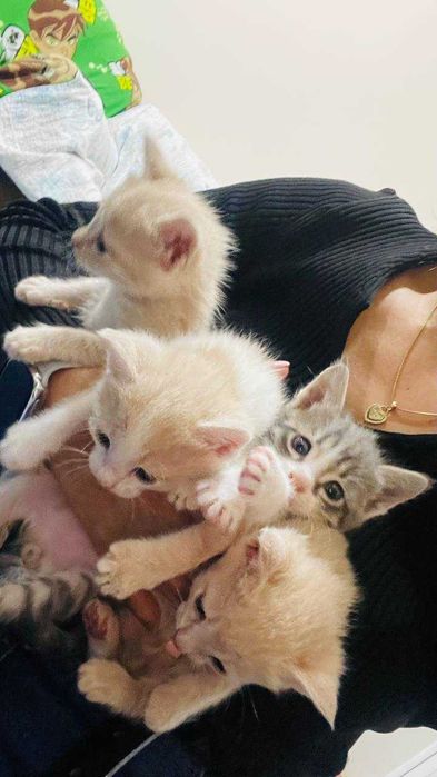 Mushukchalar sotiladi bir oylik