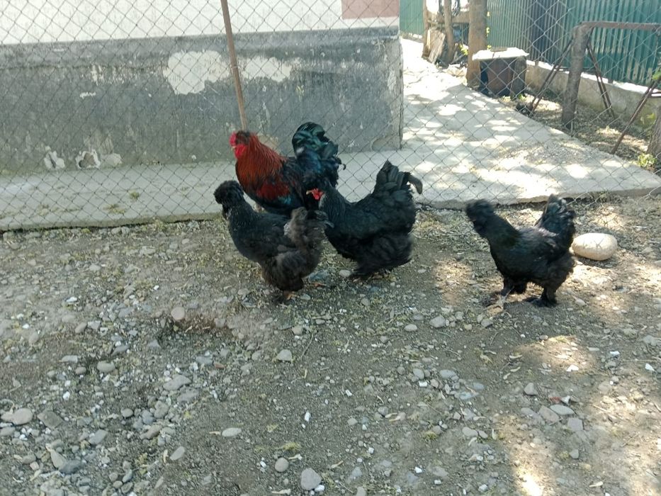 Продаётся семейка брамы