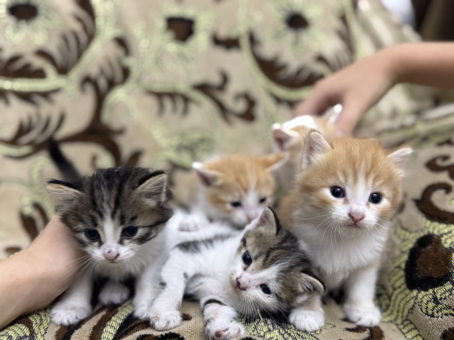 Ласковые котятя (2 месяца)