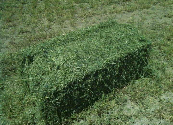 Продам сено оптом