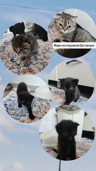 Шотландец вислоухий