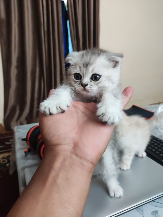 Продаются чистокровные котята