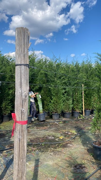 Cupressocyparis Leylandii la ghiveci 3-4m