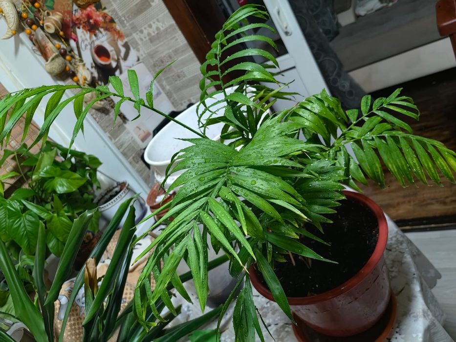 Домашний цветок.