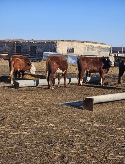 В продаже бычки в количестве 13