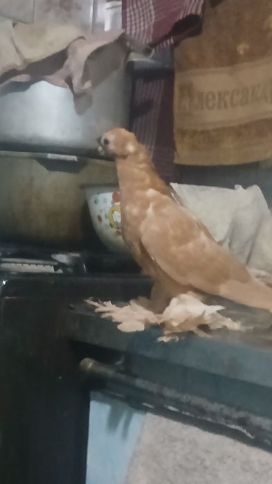Продаются  пискуны