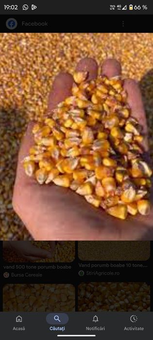 Vând porumb boabe uscat