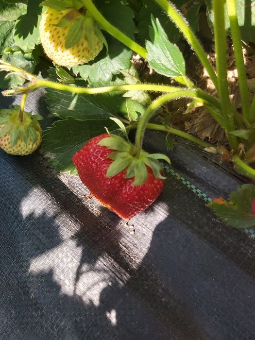 Vînd puiet de căpșuni