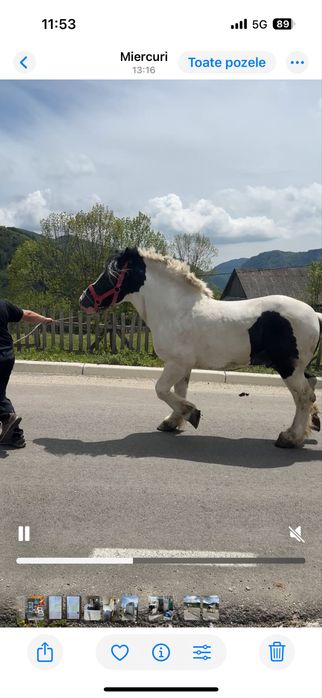 Vand armasar semigreu/ schimb cu auto/ montă