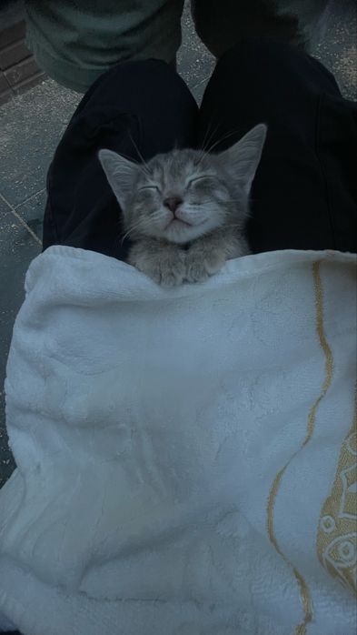 Мысык1 айлық ақтау қаласы