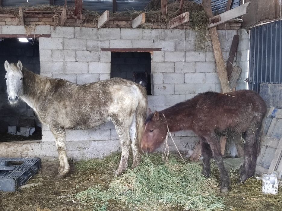 Продам кобылу с жеребёнком