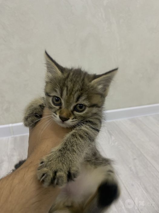 В хорошие руки котенка 1 месячнего
