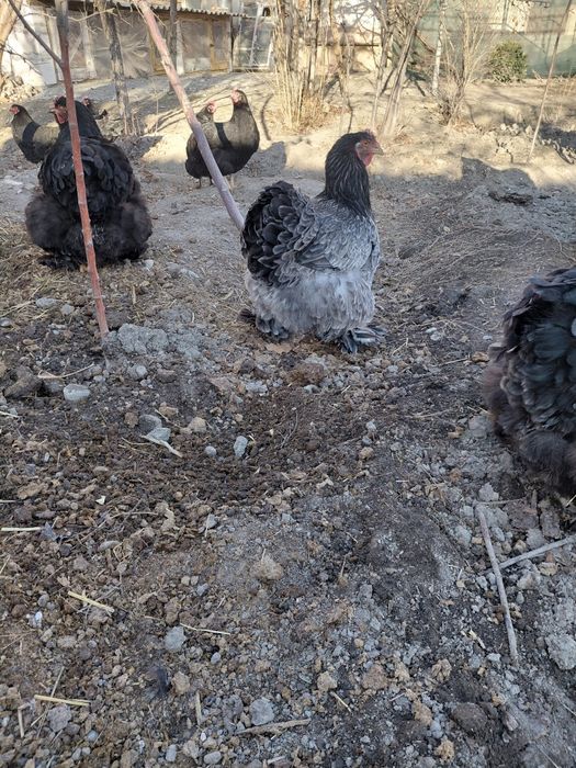 Тоза кохинлар сотилади 3 та макиён 1 та хуроз