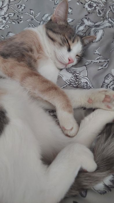Кошечка в добрые руки