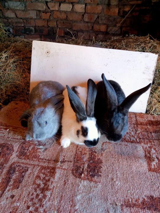 Продам крольчат .