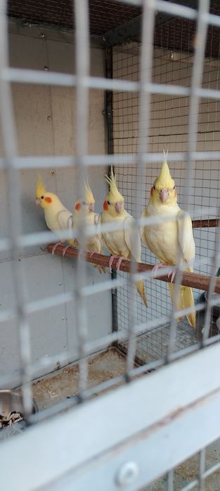 Karela sotladi 4ta