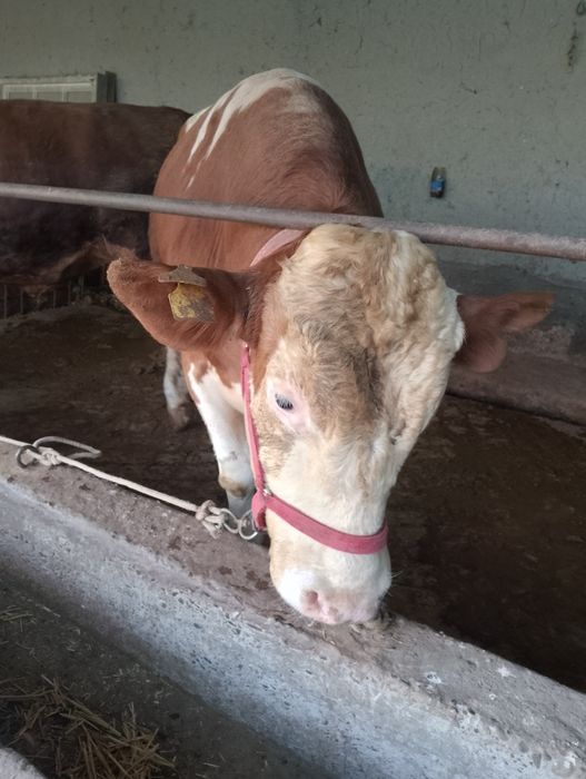 Парода моллар сотилади 45 дан