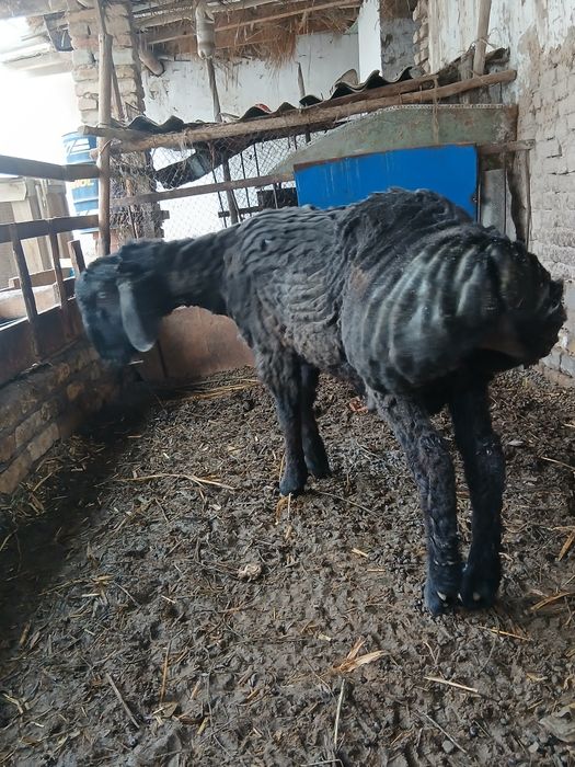 Гусар кочкар сатилади