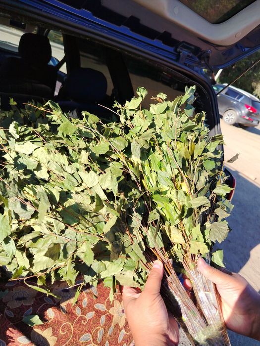 Березовые веники