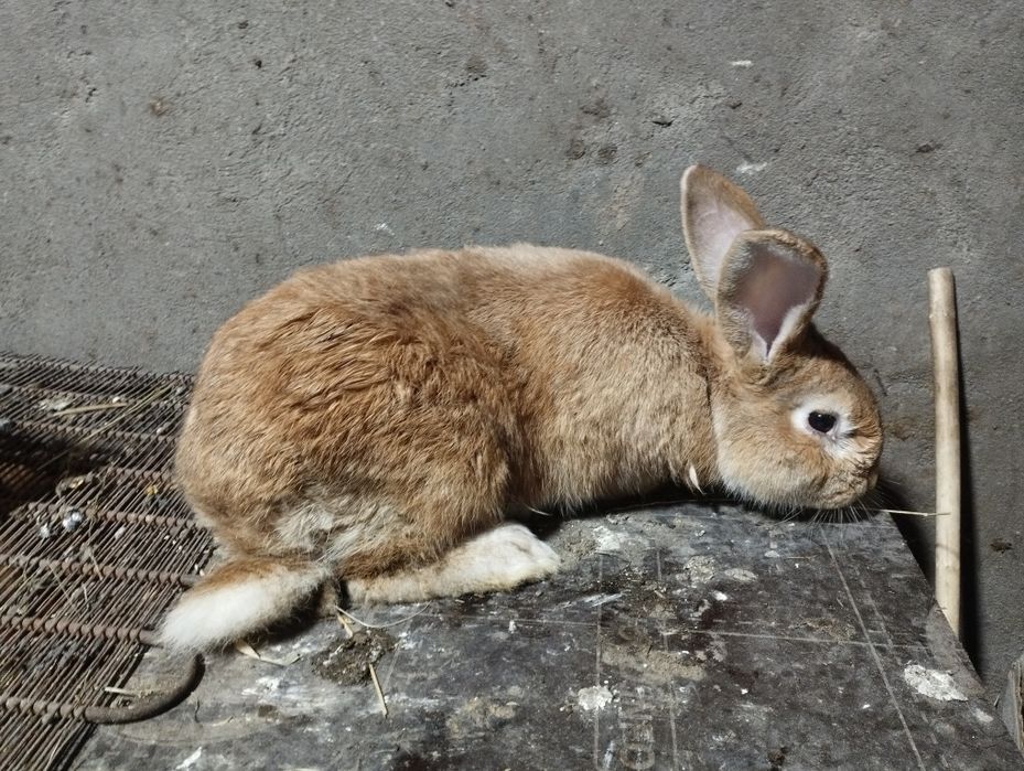 2025 Казахстан 2026