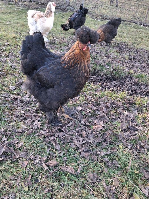 Fac precomenzi pentru oua de incubat