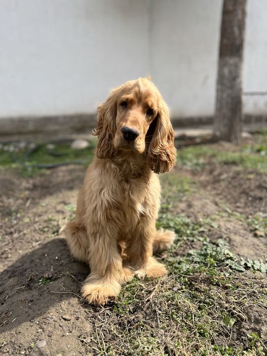 Возьму собак на передержку.