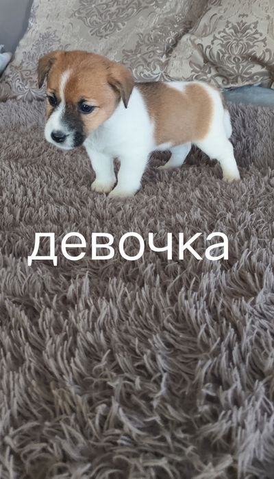 Джек рассыл готовы к переезду