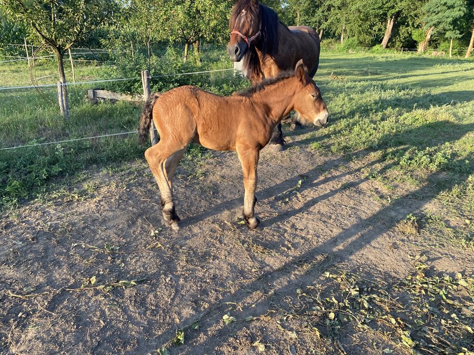 Iapa ardeneza si manz