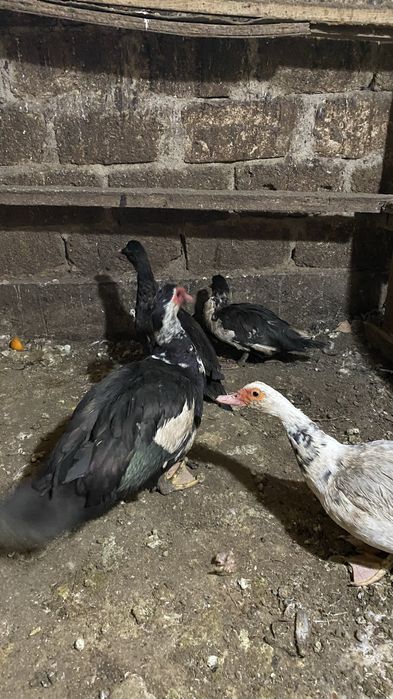 Индоутка сатамын