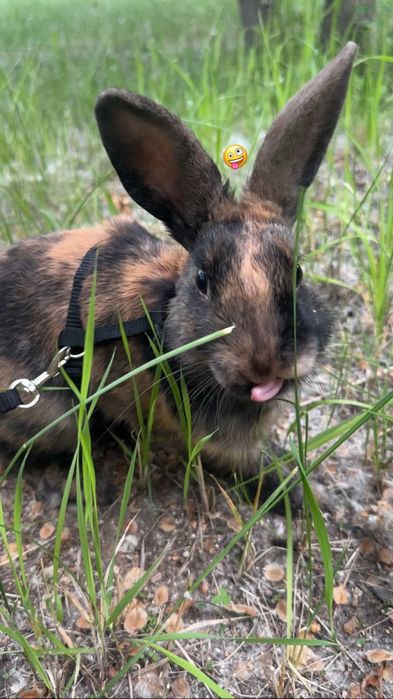 Карликовый Кролик