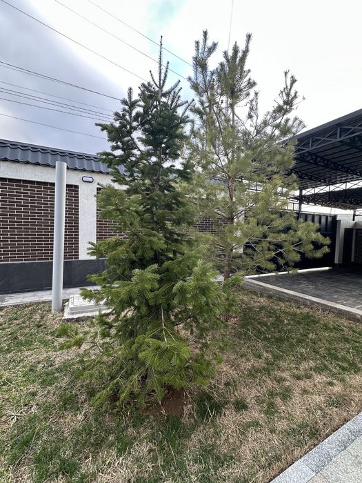 Продам ёлки три штуки