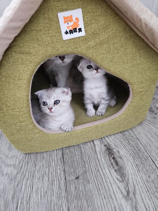 Продаются котята