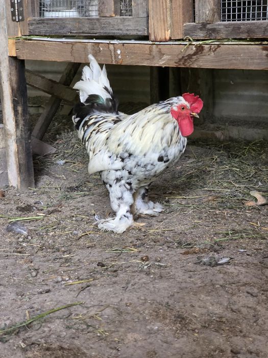 Продам петуха карликовый