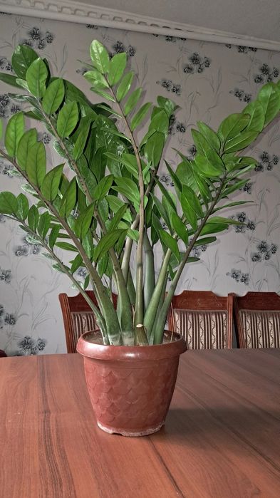 Замиокулькас(Доллар) Мырзакент