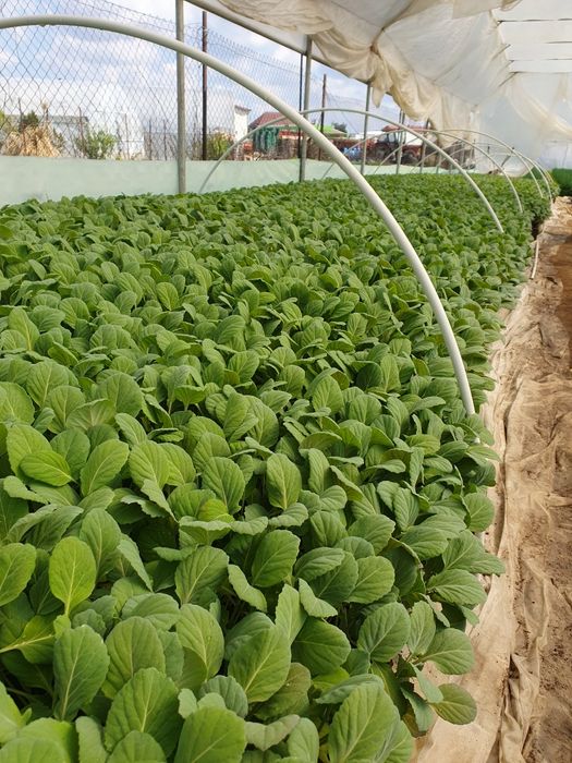 Rasad varza Victoria F1