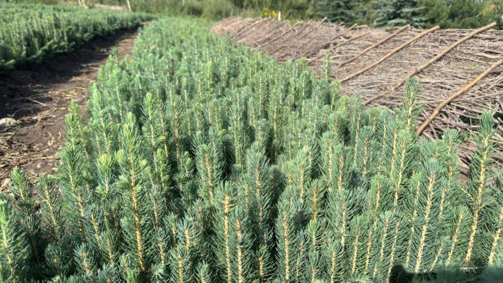 Голубая Ель кўчатлари сотилади!