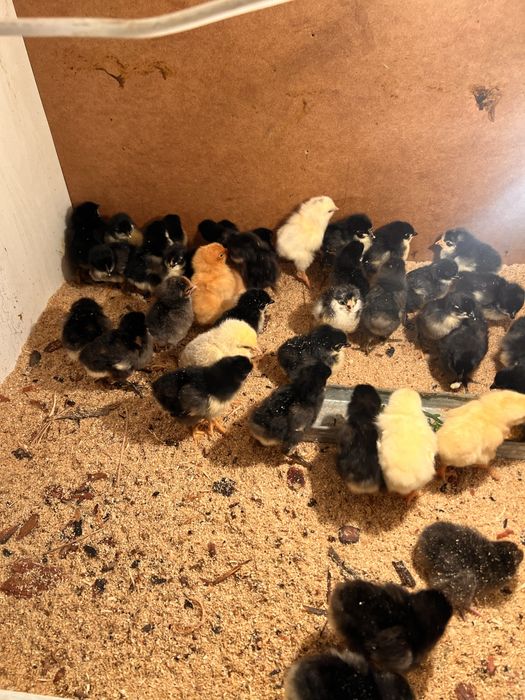 Джерси Гигант балпандары