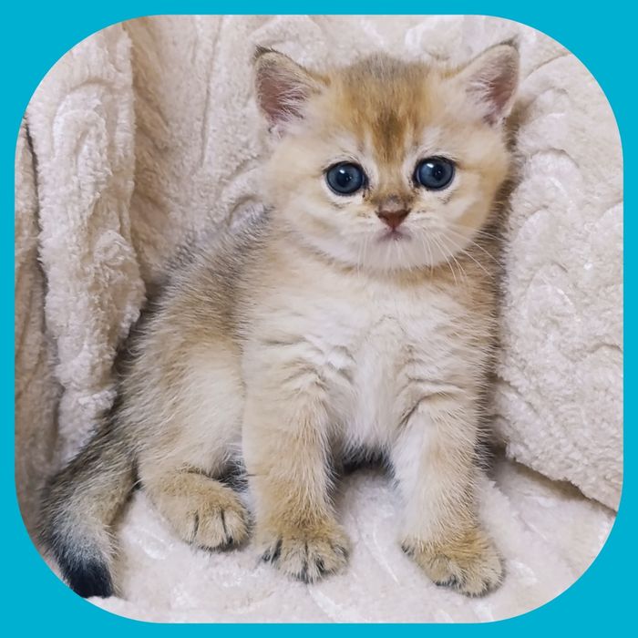 Котёнок золотая шиншилла.