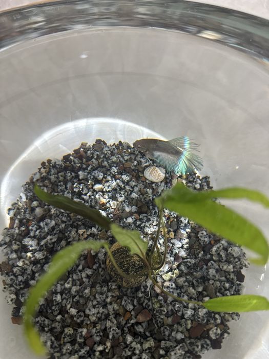 Продам аквариум с рыбкой